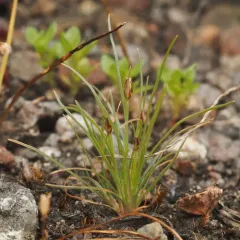 Densetuft Hairsedge thumbnail 3
