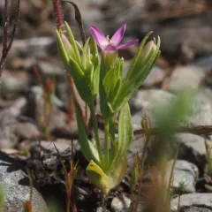 Muehlenberg's Centaury thumbnail 3