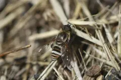 Hemipenthes inops thumbnail 2