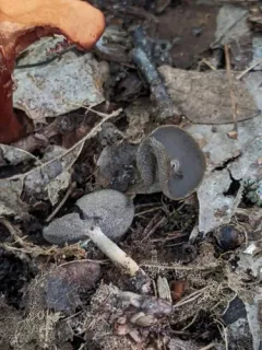 Helvella cupuliformis thumbnail 3