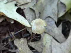 Callistosporium pseudofelleum thumbnail 2
