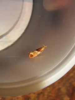 Epinotia castaneana thumbnail 2