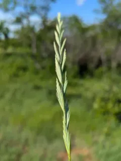 Western Wheatgrass thumbnail 2
