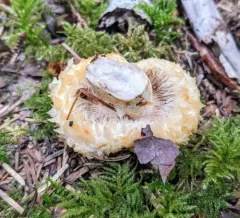 Purple-staining Bearded Milk Cap thumbnail 4