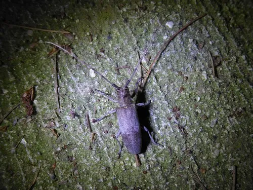 Living Beech Borer
