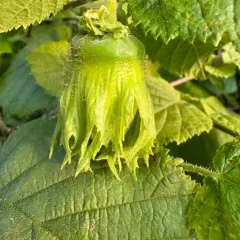 common hazel thumbnail 2