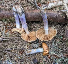 blue-girdled webcap thumbnail 3
