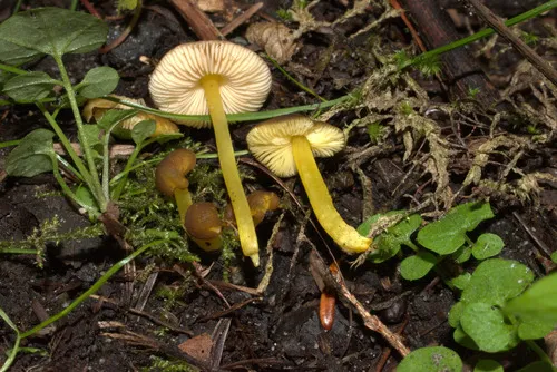 Pluteus vellingae