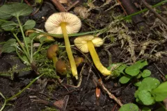 Pluteus vellingae thumbnail 1