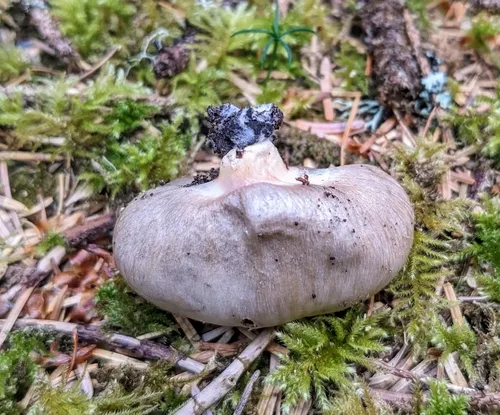 Cortinarius pavelekii