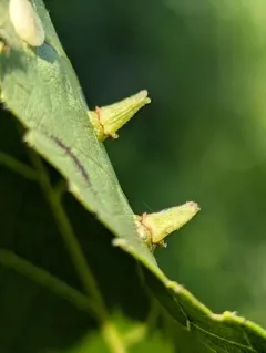 Caryomyia caminata thumbnail 3