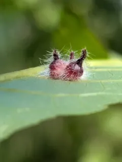 Caryomyia echinata thumbnail 3