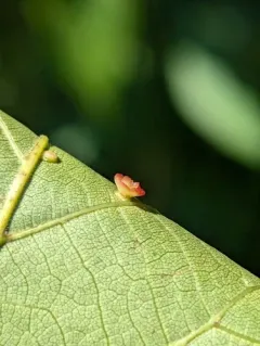Hickory Sombrero Gall Midge thumbnail 2
