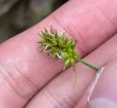 hood's sedge thumbnail 3