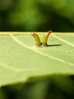 Hickory Awl-shaped Gall Midge thumbnail 4