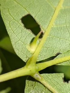 Hickory Starry-base Gall Midge thumbnail 2