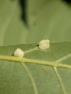Caryomyia inanis thumbnail 4