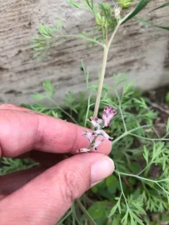 Few-flowered Fumitory thumbnail 4