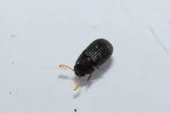 Eastern Rhipidandrus thumbnail 2