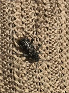 Grizzled Zebra Borer thumbnail 2