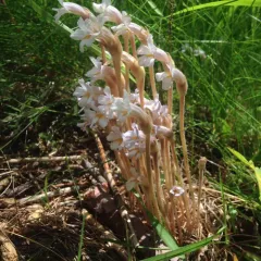 one-flowered cancer-root thumbnail 4