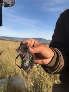 Montane Vole thumbnail 1