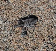 Scaphomorphus calandroides thumbnail 3