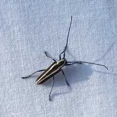 Round-headed Apple Tree Borer thumbnail 3