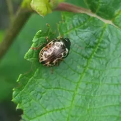 Russet Alder Leaf Beetle thumbnail 4