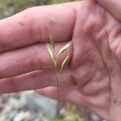 Poverty oatgrass thumbnail 4
