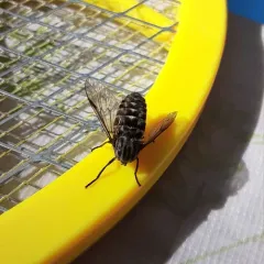 Tabanus fairchildi thumbnail 3