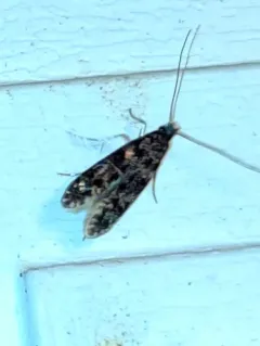 Homosetia bifasciella thumbnail 4