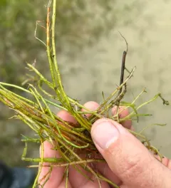 Slender Water-milfoil thumbnail 4