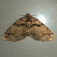 Variable Carpet Moth thumbnail 2