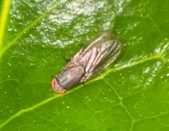 Minettia fasciata thumbnail 3