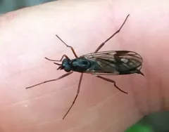 Red-belted Awl-fly thumbnail 3