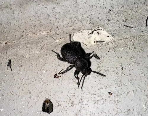 Eleodes propinqua