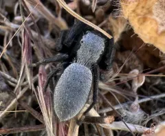 Phidippus octopunctatus thumbnail 3