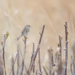 Clay-colored Sparrow thumbnail 2