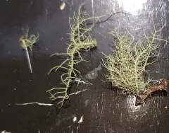 Fishbone Beard Lichen thumbnail 1
