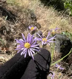 Longleaf Fleabane thumbnail 4