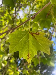 sycamore anthracnose thumbnail 4