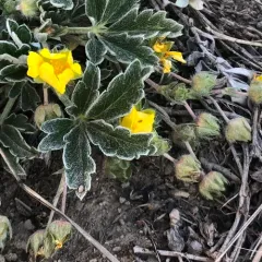 Early Cinquefoil thumbnail 2