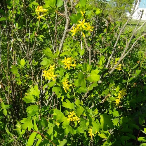 golden currant