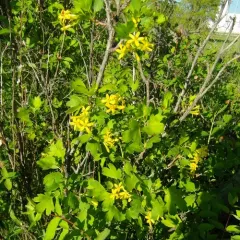 golden currant thumbnail 1