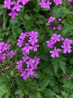 rose vervain thumbnail 4