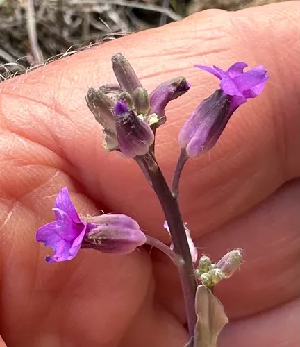 Sicklepod Rockcress