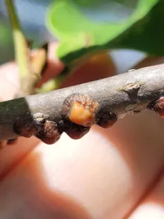 Tuliptree scale thumbnail 2