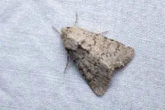 Scotogramma submarina thumbnail 3