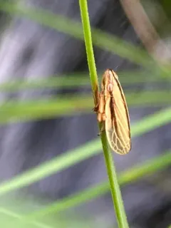 Fen Spittlebug thumbnail 4